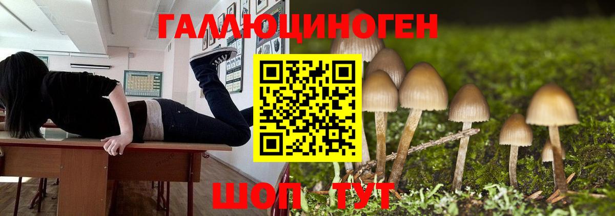 Владивосток  Псилоцибиновые грибы прущие грибы  Вход с VPN 